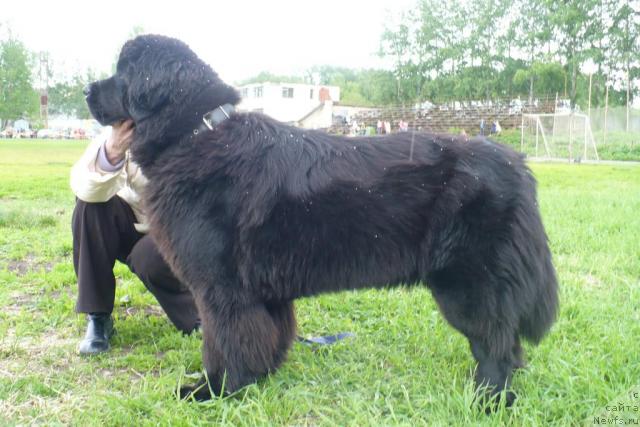 Фото: ньюфаундленд Black Diamond Agidel ot Potapa Poletta (Блэк Диамонд Агидель от Потапа Полетта)