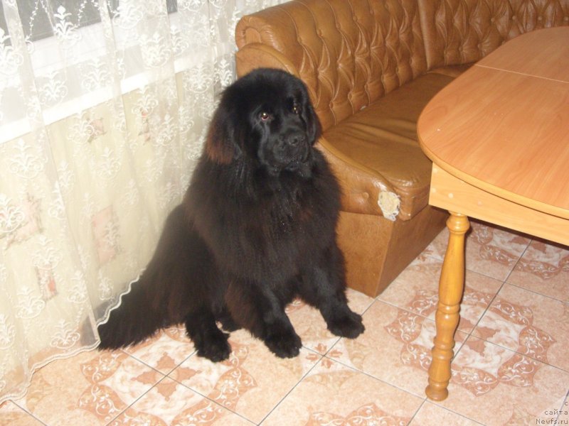Фото: ньюфаундленд Sultan Best Bavariya Belle (Султан Бест Бавария Бель)
