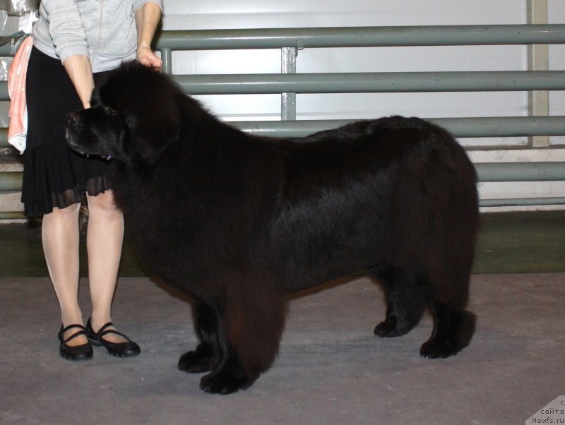 Фото: ньюфаундленд CHansi iz Zolotogo Treugol'nika (Чанси из Золотого Треугольника)