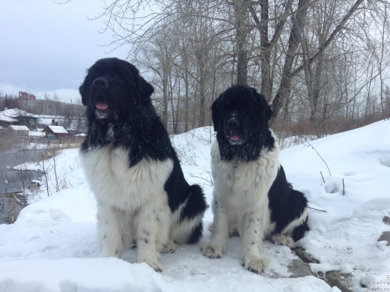 Фото: ньюфаундленд Akvian Song Kroun Royal (Аквиан Сонг Кроун Роял)