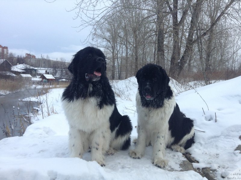 Фото: ньюфаундленд Akvian Song Kroun Royal (Аквиан Сонг Кроун Роял)