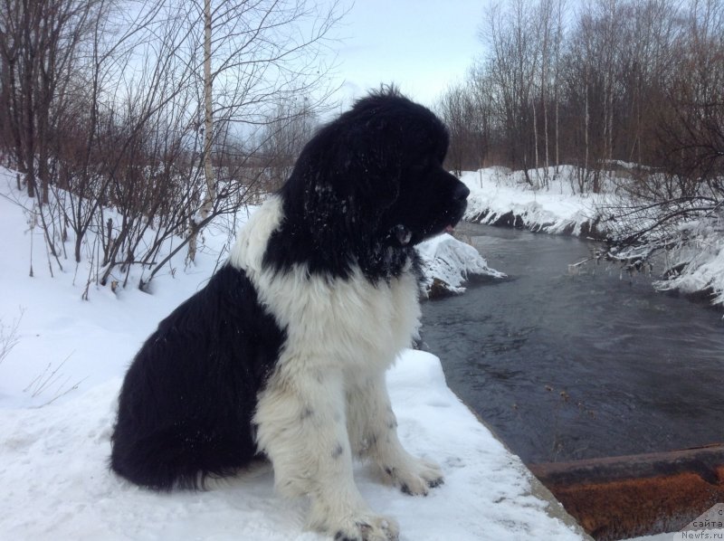 Фото: ньюфаундленд Akvian Song Kroun Royal (Аквиан Сонг Кроун Роял)