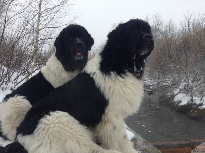 Фото: ньюфаундленд Akvian Song Kroun Royal (Аквиан Сонг Кроун Роял)