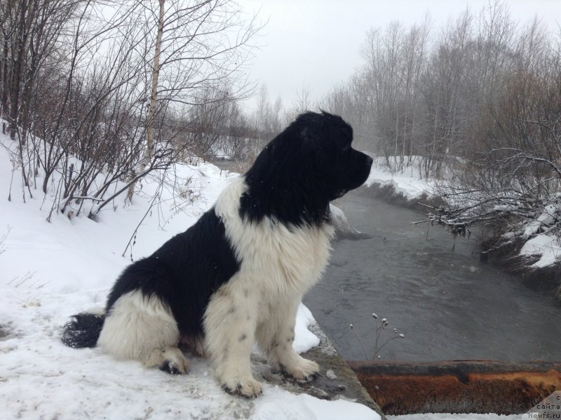 Фото: ньюфаундленд Akvian Song Kroun Royal (Аквиан Сонг Кроун Роял)