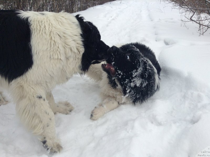 Фото: ньюфаундленд Akvian Song Kroun Royal (Аквиан Сонг Кроун Роял)