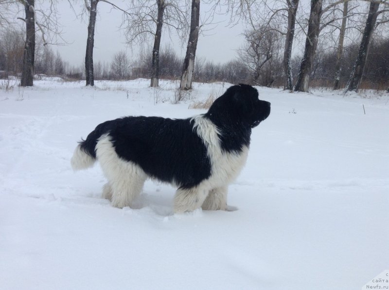 Фото: ньюфаундленд Akvian Song Kroun Royal (Аквиан Сонг Кроун Роял)