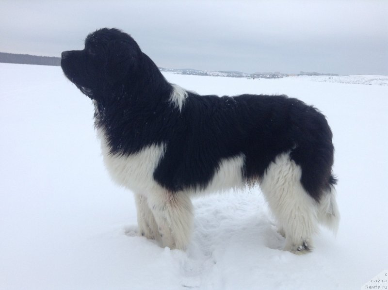 Фото: ньюфаундленд Akvian Song Kroun Royal (Аквиан Сонг Кроун Роял)