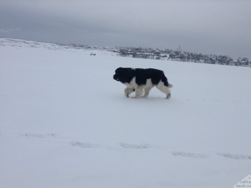 Фото: ньюфаундленд Akvian Song Kroun Royal (Аквиан Сонг Кроун Роял)