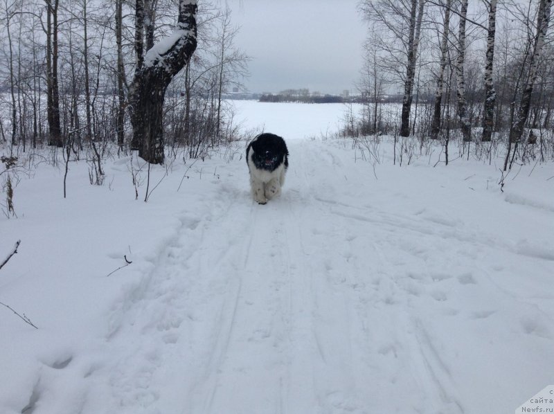 Фото: ньюфаундленд Akvian Song Kroun Royal (Аквиан Сонг Кроун Роял)