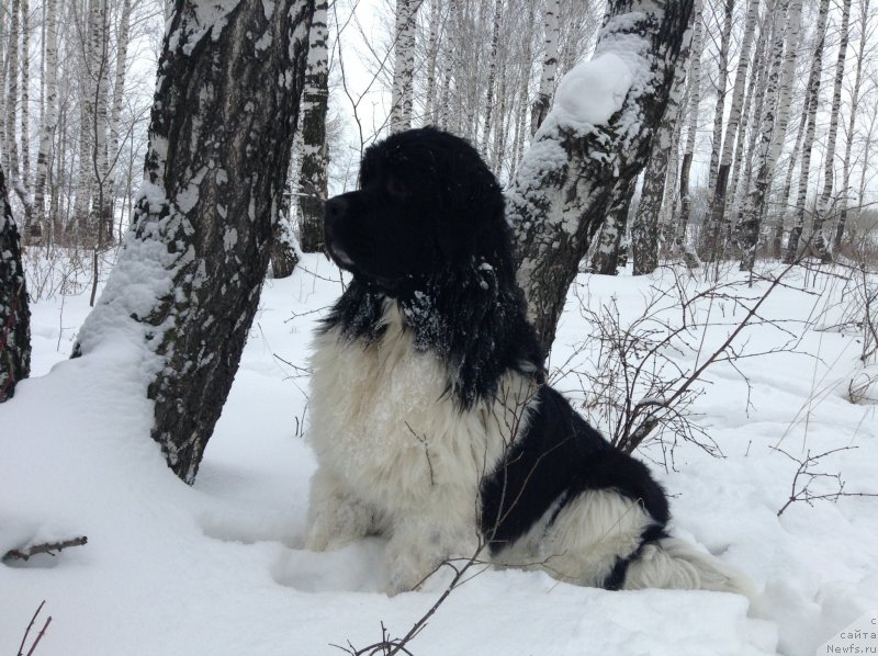 Фото: ньюфаундленд Akvian Song Kroun Royal (Аквиан Сонг Кроун Роял)