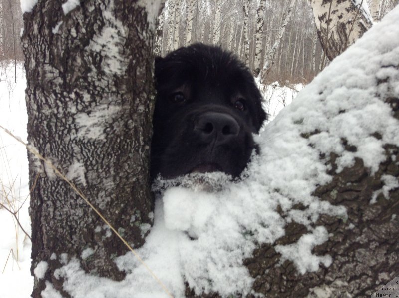 Фото: ньюфаундленд Akvian Song Kroun Royal (Аквиан Сонг Кроун Роял)