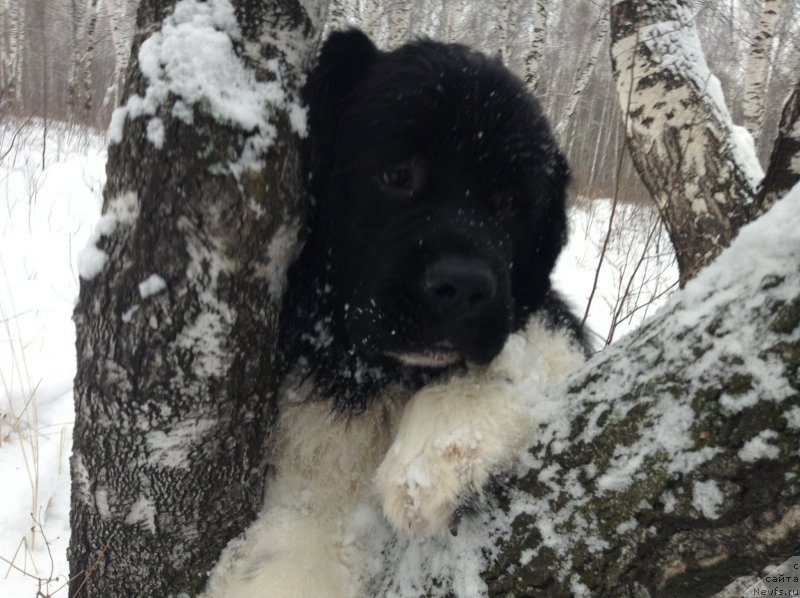 Фото: ньюфаундленд Akvian Song Kroun Royal (Аквиан Сонг Кроун Роял)