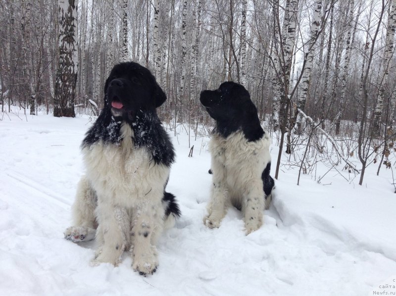 Фото: ньюфаундленд Akvian Song Kroun Royal (Аквиан Сонг Кроун Роял)