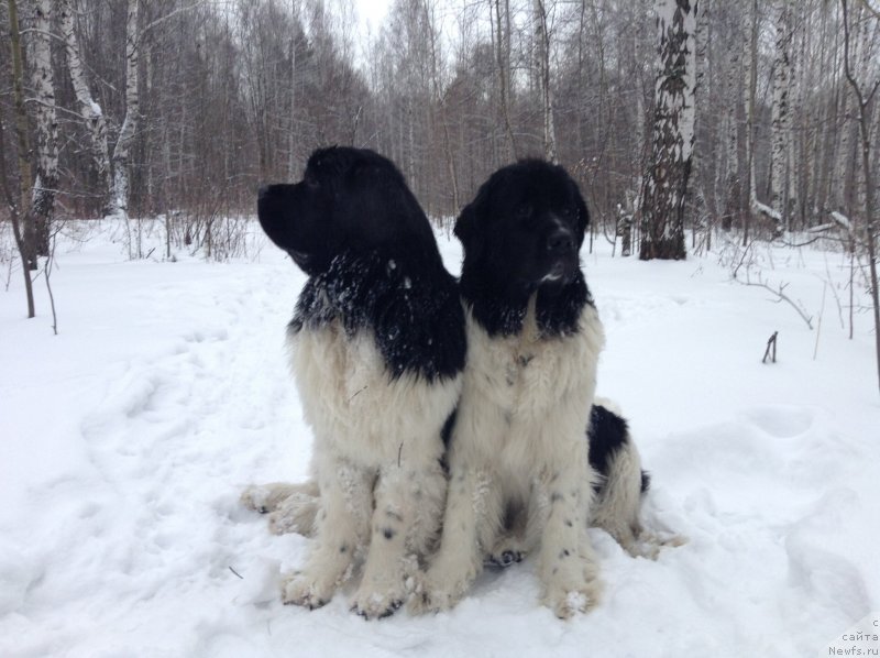 Фото: ньюфаундленд Akvian Song Kroun Royal (Аквиан Сонг Кроун Роял)