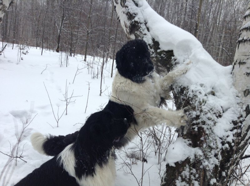 Фото: ньюфаундленд Akvian Song Kroun Royal (Аквиан Сонг Кроун Роял)
