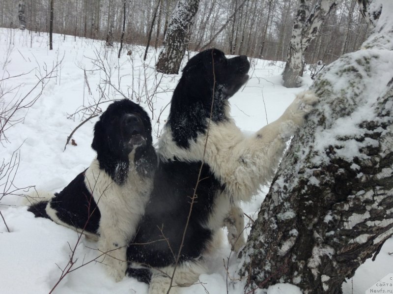 Фото: ньюфаундленд Akvian Song Kroun Royal (Аквиан Сонг Кроун Роял)