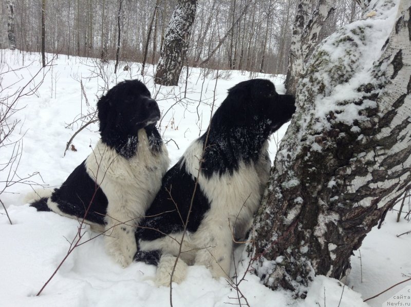 Фото: ньюфаундленд Akvian Song Kroun Royal (Аквиан Сонг Кроун Роял)