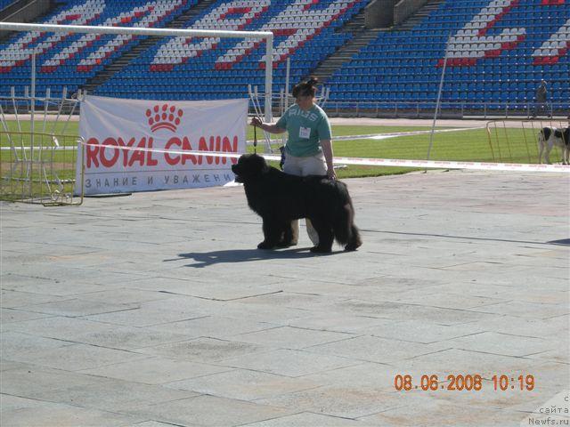 Фото: ньюфаундленд Plushevaya Panda Borislav (Плюшевая Панда Борислав)