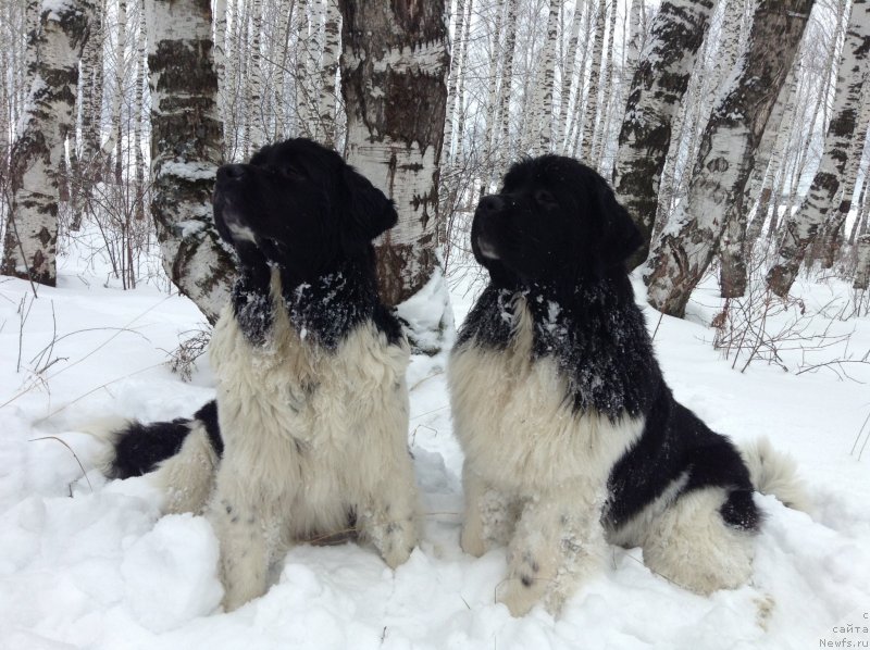 Фото: ньюфаундленд Akvian Song Kroun Royal (Аквиан Сонг Кроун Роял)