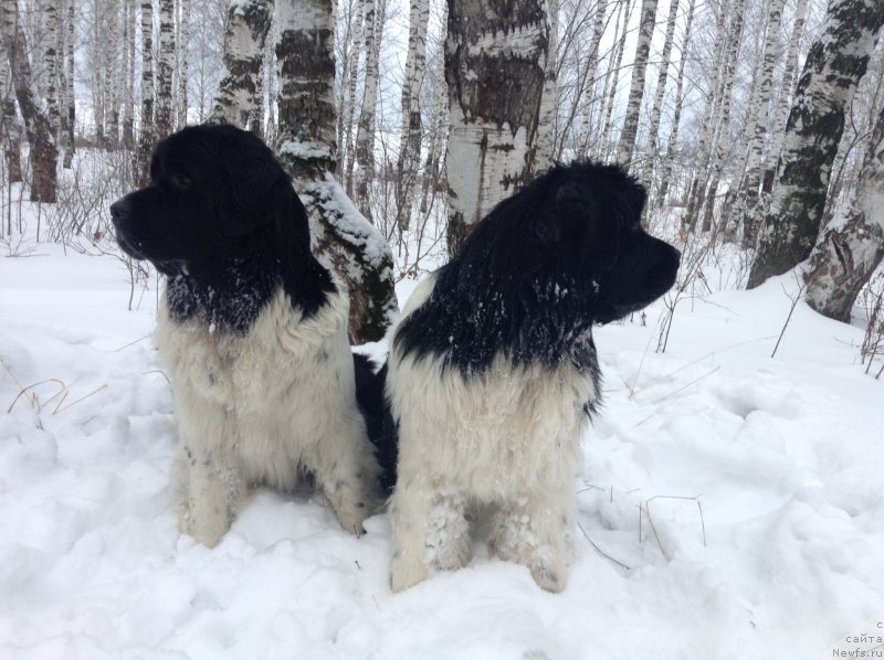 Фото: ньюфаундленд Akvian Song Kroun Royal (Аквиан Сонг Кроун Роял)