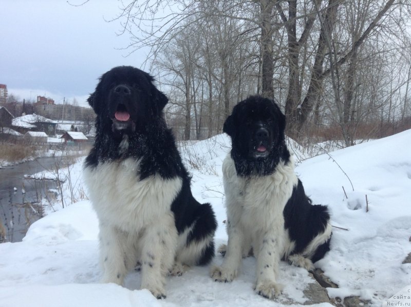 Фото: ньюфаундленд Otrada CHudnaya Moya iz Tihogo Omuta (Отрада Чудная Моя из Тихого Омута)
