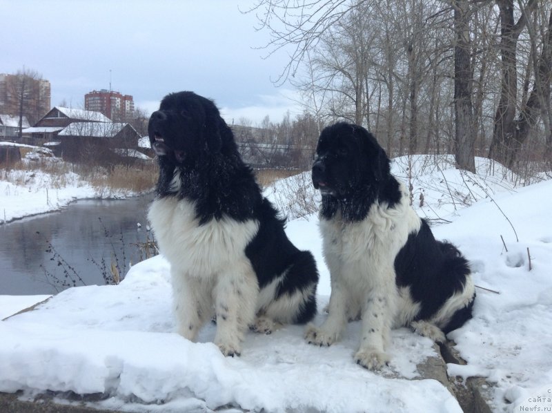 Фото: ньюфаундленд Otrada CHudnaya Moya iz Tihogo Omuta (Отрада Чудная Моя из Тихого Омута)