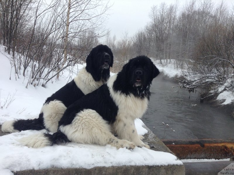 Фото: ньюфаундленд Otrada CHudnaya Moya iz Tihogo Omuta (Отрада Чудная Моя из Тихого Омута)