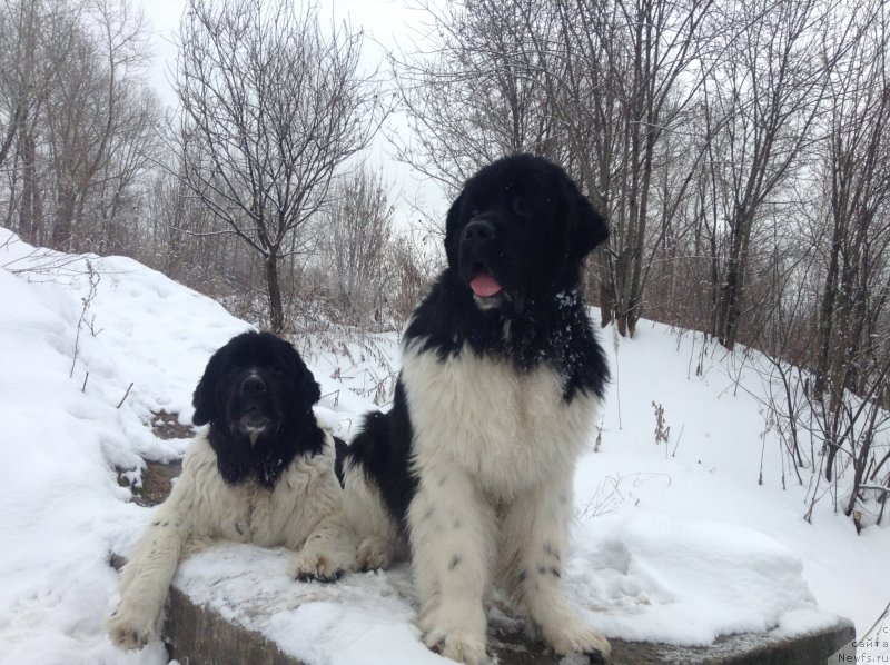Фото: ньюфаундленд Otrada CHudnaya Moya iz Tihogo Omuta (Отрада Чудная Моя из Тихого Омута)