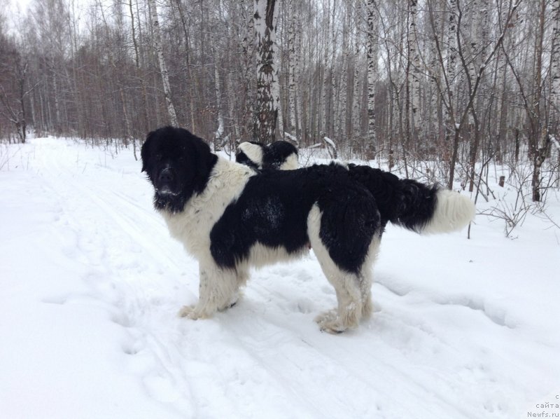Фото: ньюфаундленд Otrada CHudnaya Moya iz Tihogo Omuta (Отрада Чудная Моя из Тихого Омута)