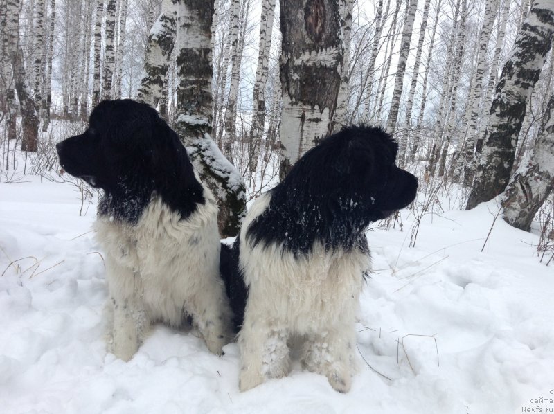 Фото: ньюфаундленд Otrada CHudnaya Moya iz Tihogo Omuta (Отрада Чудная Моя из Тихого Омута)