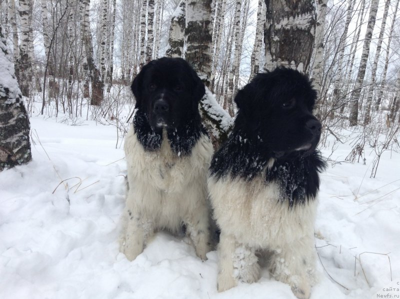 Фото: ньюфаундленд Otrada CHudnaya Moya iz Tihogo Omuta (Отрада Чудная Моя из Тихого Омута)