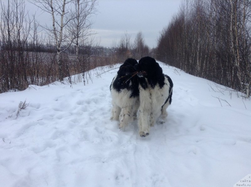 Фото: ньюфаундленд Otrada CHudnaya Moya iz Tihogo Omuta (Отрада Чудная Моя из Тихого Омута)