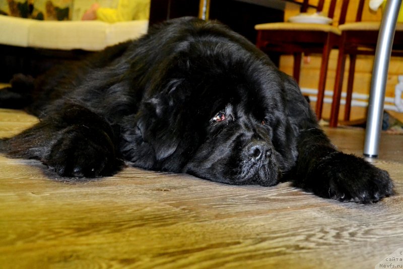 Фото: ньюфаундленд Ih Vyisochestvo Vladlena Madjiks (Их Высочество Владлена Маджикс)