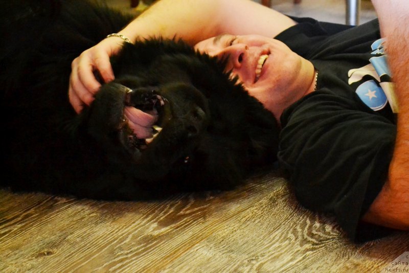 Фото: ньюфаундленд Ih Vyisochestvo Vladlena Madjiks (Их Высочество Владлена Маджикс), Aleksey Nistratov (Алексей Нистратов)