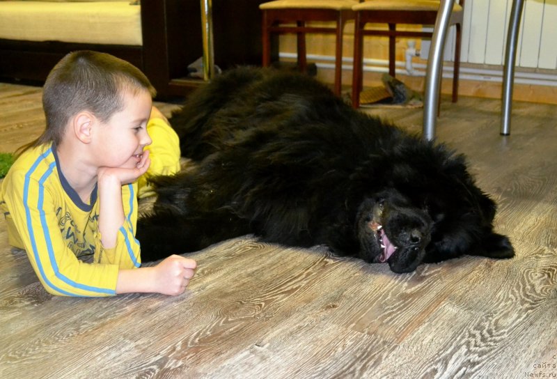 Фото: ньюфаундленд Ih Vyisochestvo Vladlena Madjiks (Их Высочество Владлена Маджикс)