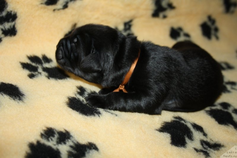 Фото: ньюфаундленд Arko Goofi of ze Veeping Villou (Арко Гоофи оф зе Веепинг Виллоу)