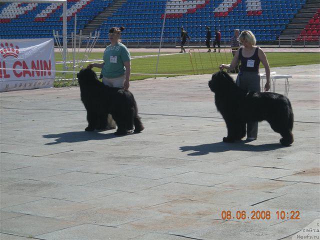 Фото: ньюфаундленд Plushevaya Panda Borislav (Плюшевая Панда Борислав), ньюфаундленд Skippers Highness King of Helluland