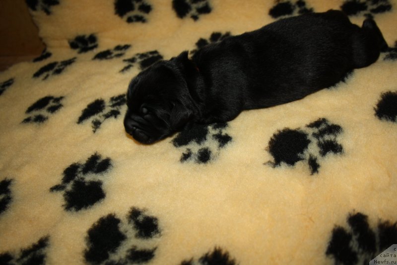 Фото: ньюфаундленд Arko Goofi of ze Veeping Villou (Арко Гоофи оф зе Веепинг Виллоу)