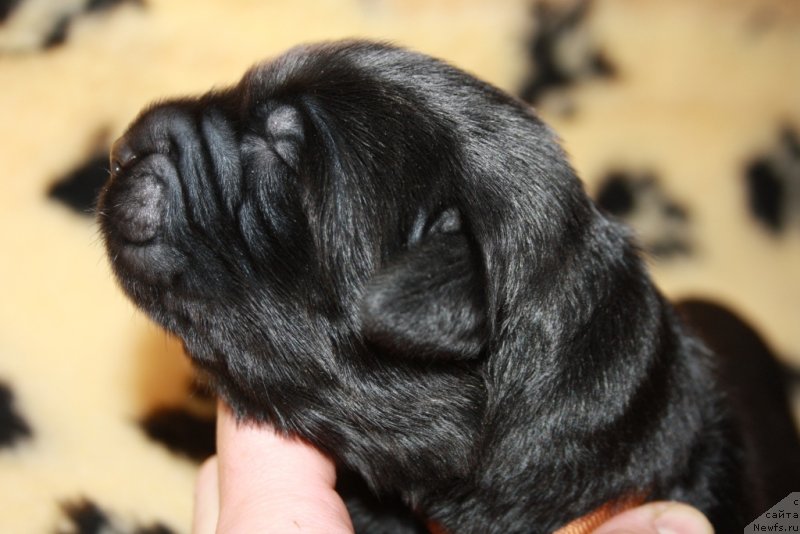 Фото: ньюфаундленд Arko Goofi of ze Veeping Villou (Арко Гоофи оф зе Веепинг Виллоу)