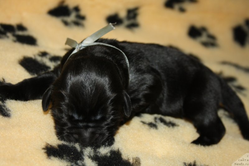 Фото: ньюфаундленд Allegians Brayt Prospekt (Аллегианс Брайт Проспект)