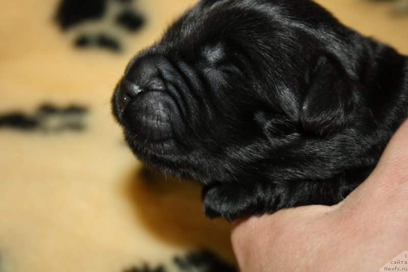 Фото: ньюфаундленд Allegians Brayt Prospekt (Аллегианс Брайт Проспект)