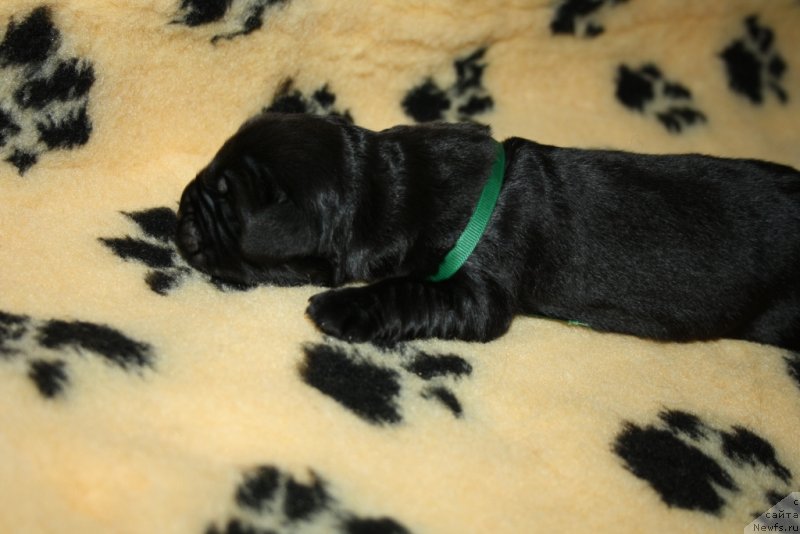 Фото: ньюфаундленд Aktiv Blyeyz of Glori (Актив Блэйз оф Глори)