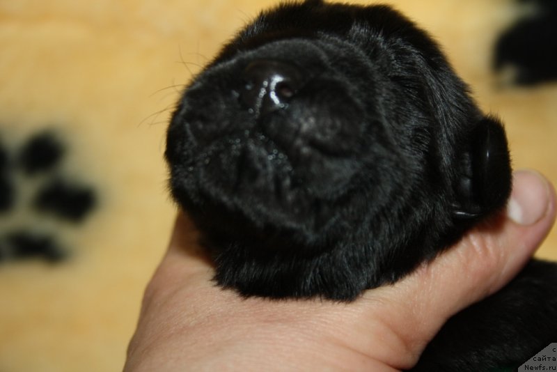 Фото: ньюфаундленд Aktiv Blyeyz of Glori (Актив Блэйз оф Глори)