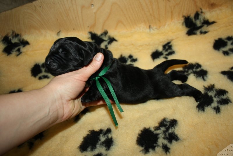 Фото: ньюфаундленд Aktiv Blyeyz of Glori (Актив Блэйз оф Глори)