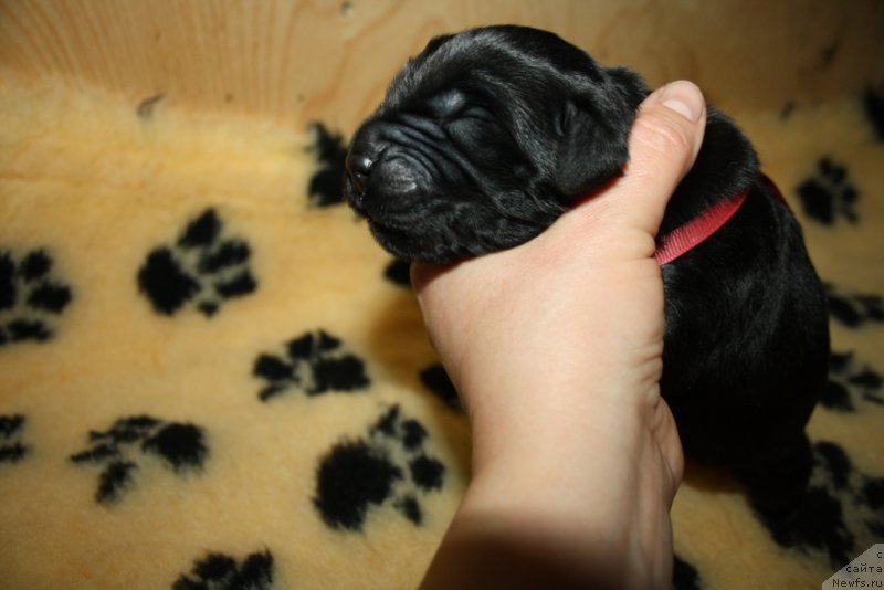 Фото: ньюфаундленд Ariel' Princess of ze Sii (Ариель Принцесс оф зе Сии)