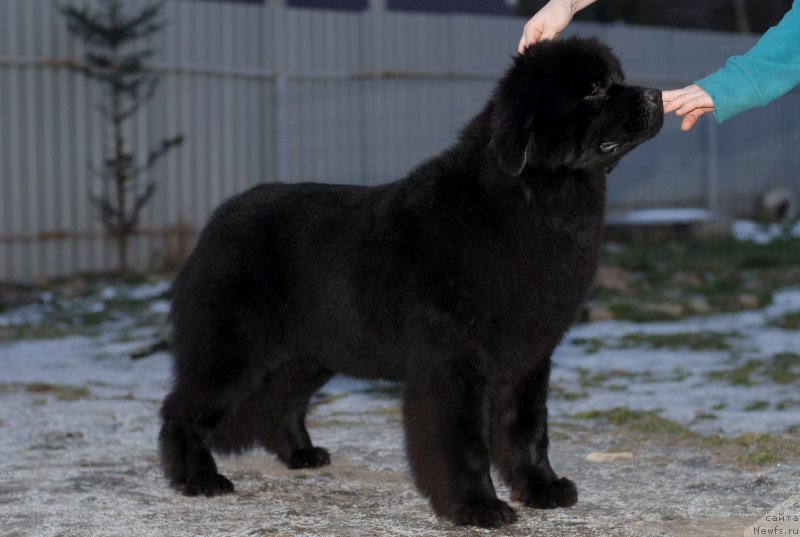 Фото: ньюфаундленд Fluffy Avalanch Ever Ready (Флюфи Аваланч Эвер Реаду)