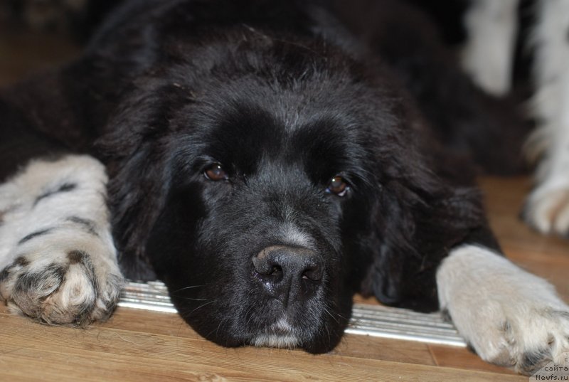 Фото: ньюфаундленд Fluffy Avalanche Not Believe One's Eyes (Флюфи Аваланч Нот Белиеве Онес Еуес)