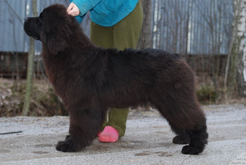 Фото: ньюфаундленд Mississippi-Missouri Such a Great Boy