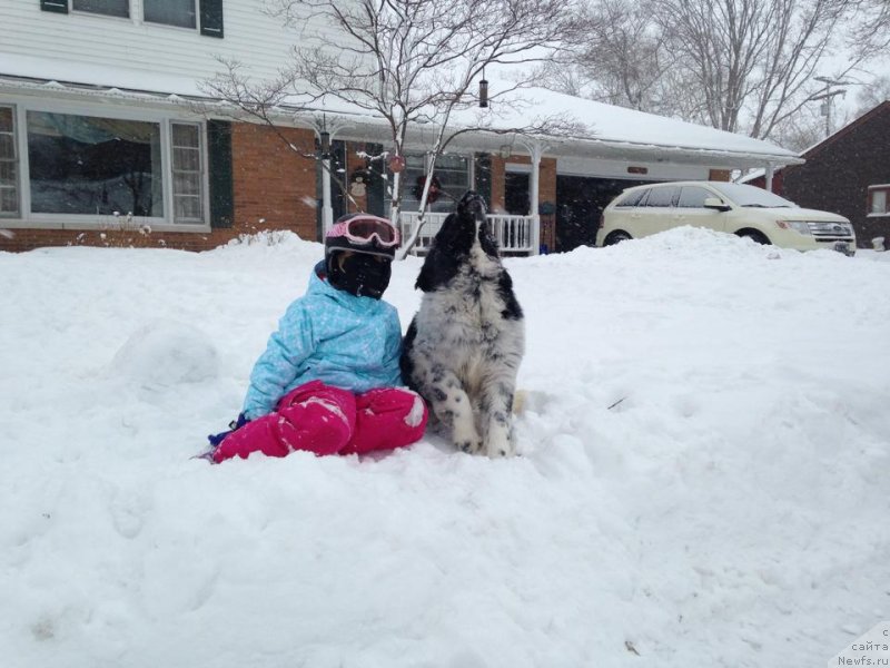 Фото: ньюфаундленд Fluffy Avalanche No Sooner Said Than Done (Флюфи Аваланч Но Соонер Саид Тхен Доне)
