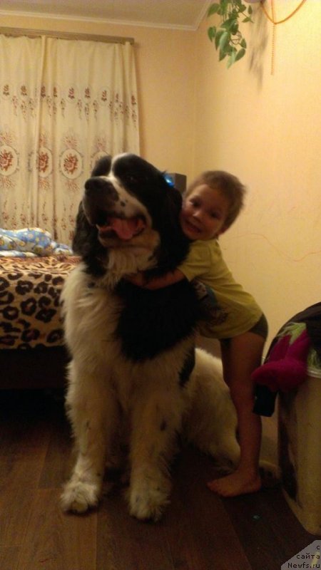 Фото: ньюфаундленд Fluffy Avalanch Surpassing All Expektations (Флюфи Аваланч Сурпассинг Алл Експестатионс)